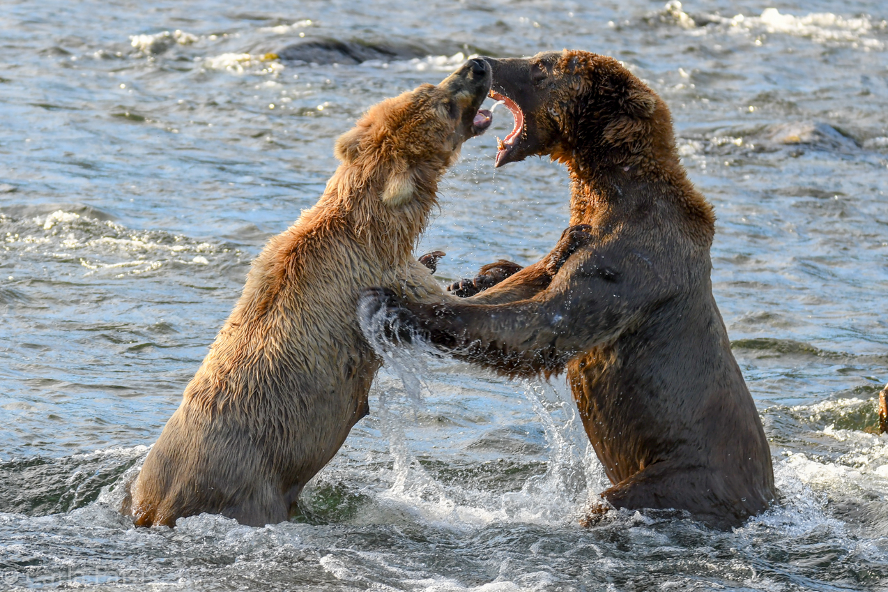 Grazer (128) Attacks Approaching bear