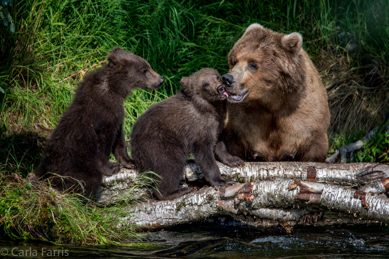 Beadnose (409) & Cubs