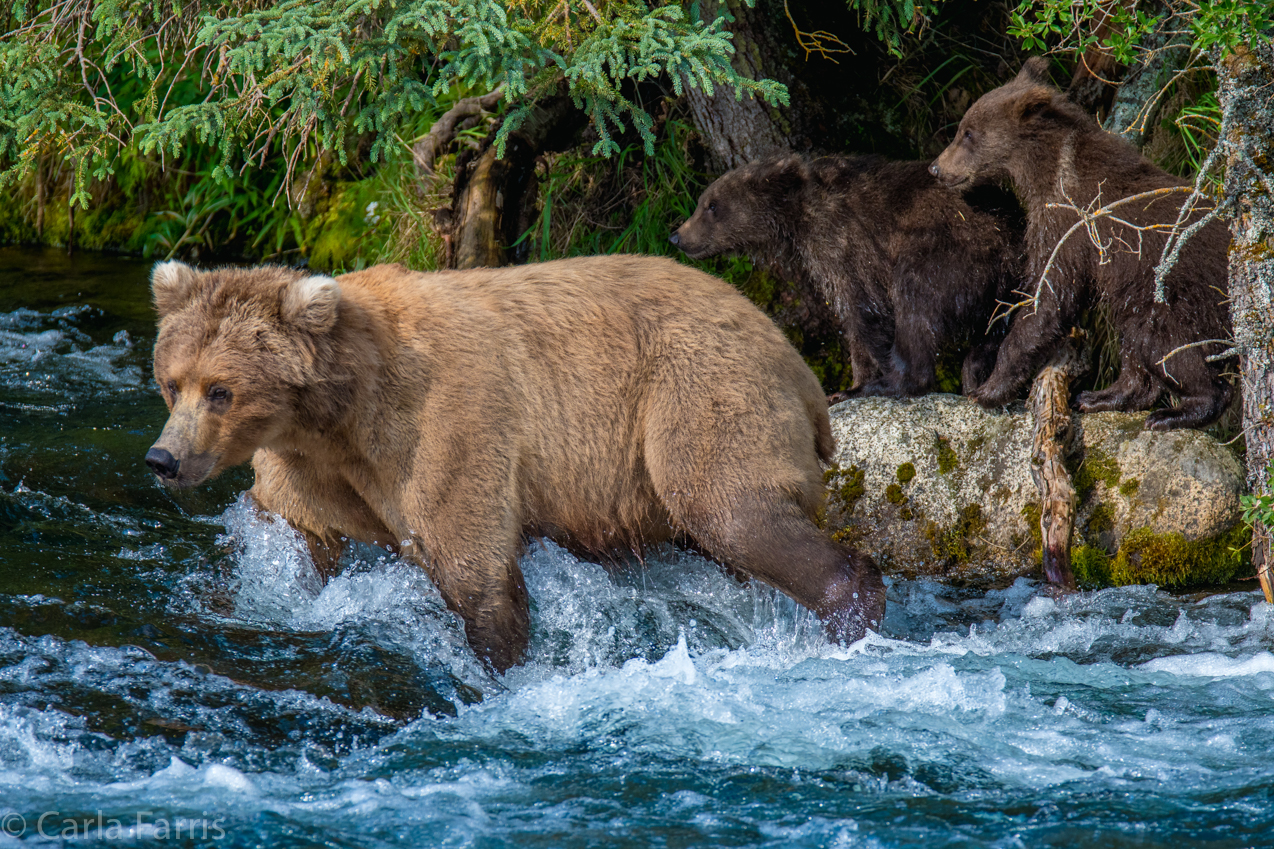 Beadnose (409) & Cubs