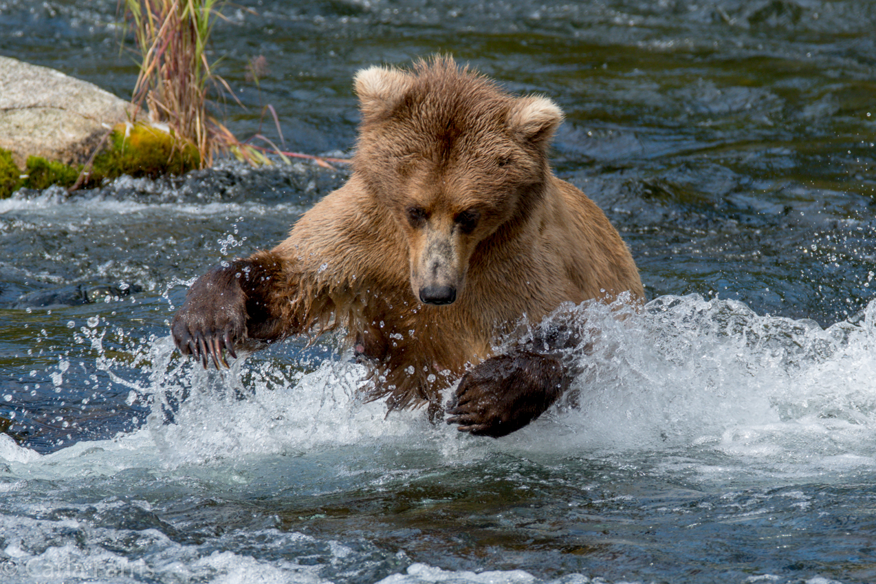 Beadnose (409) & Cubs