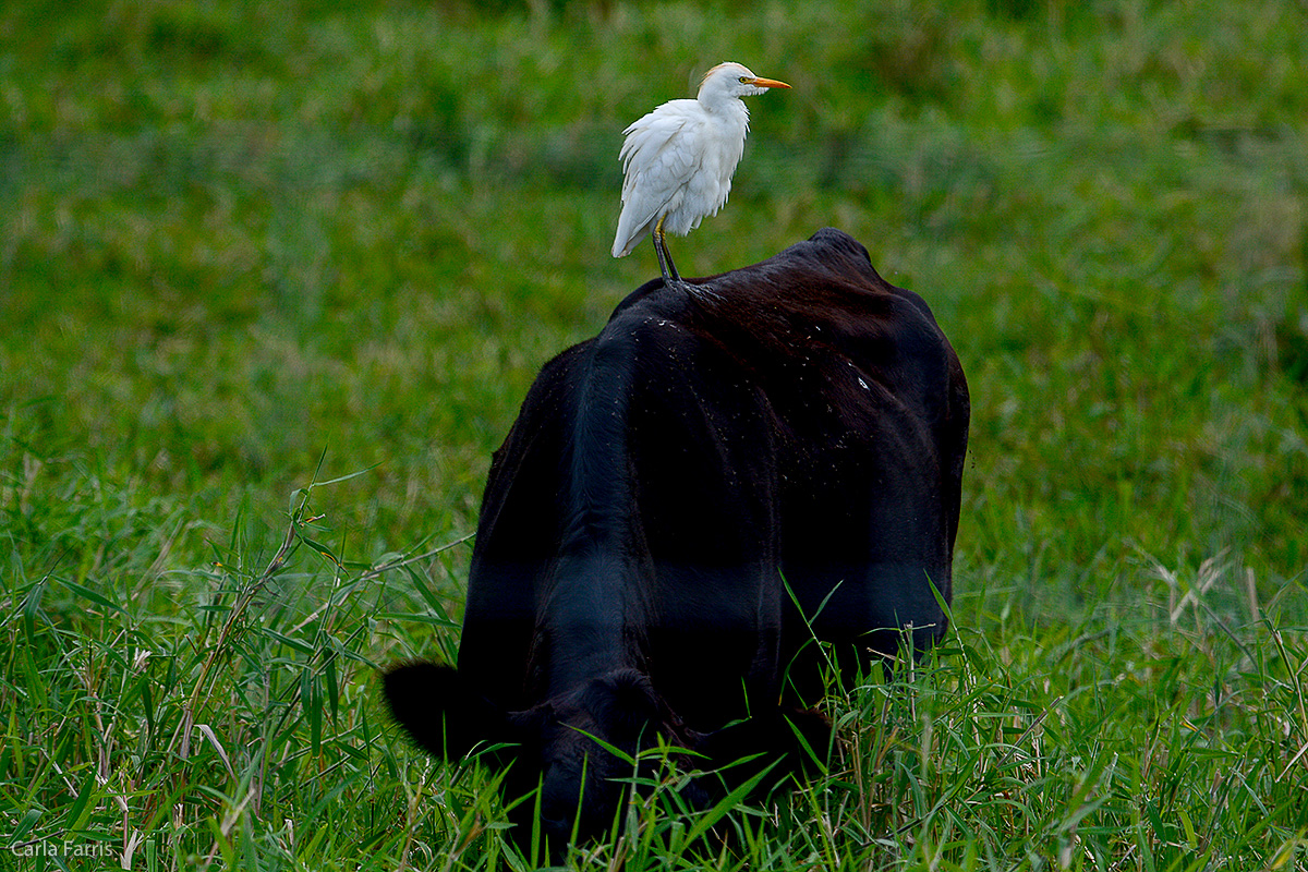 Cattle Egret