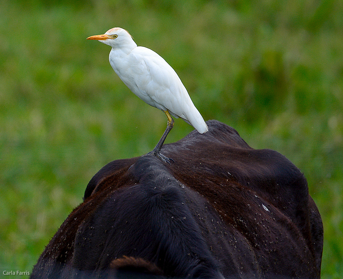 Cattle Egret