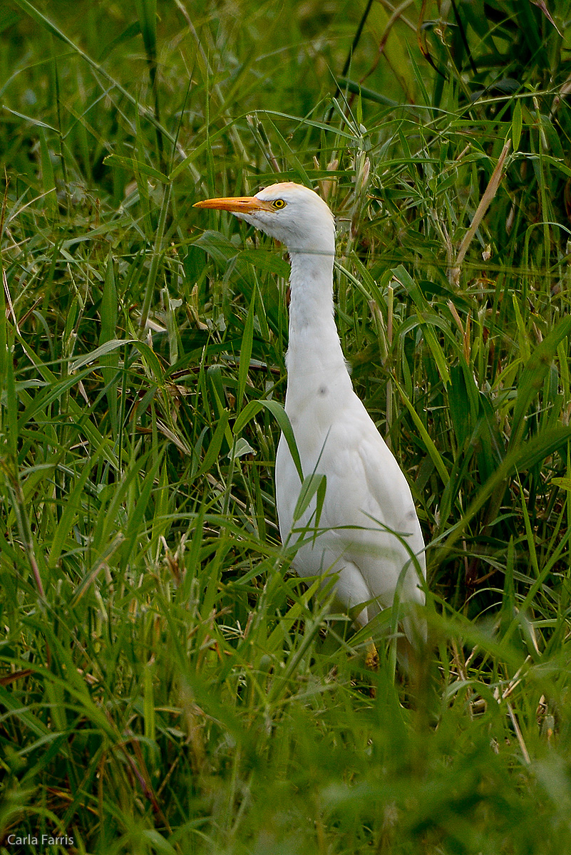 Cattle Egret