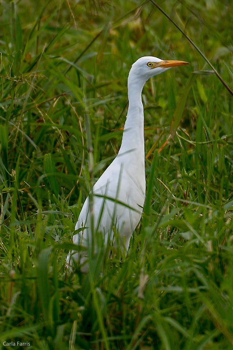 Cattle Egret