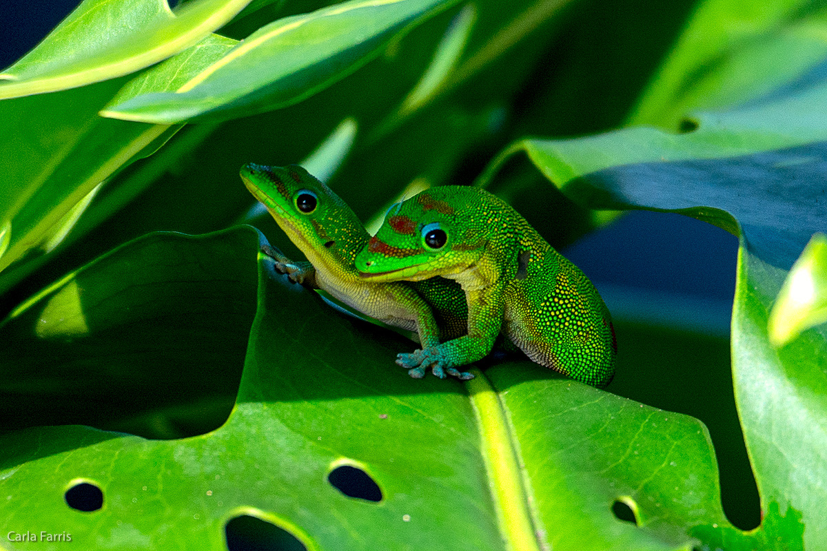 Gold Dust Day Gecko