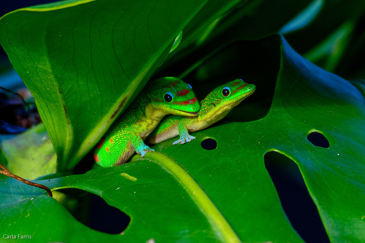 Gold Dust Day Gecko