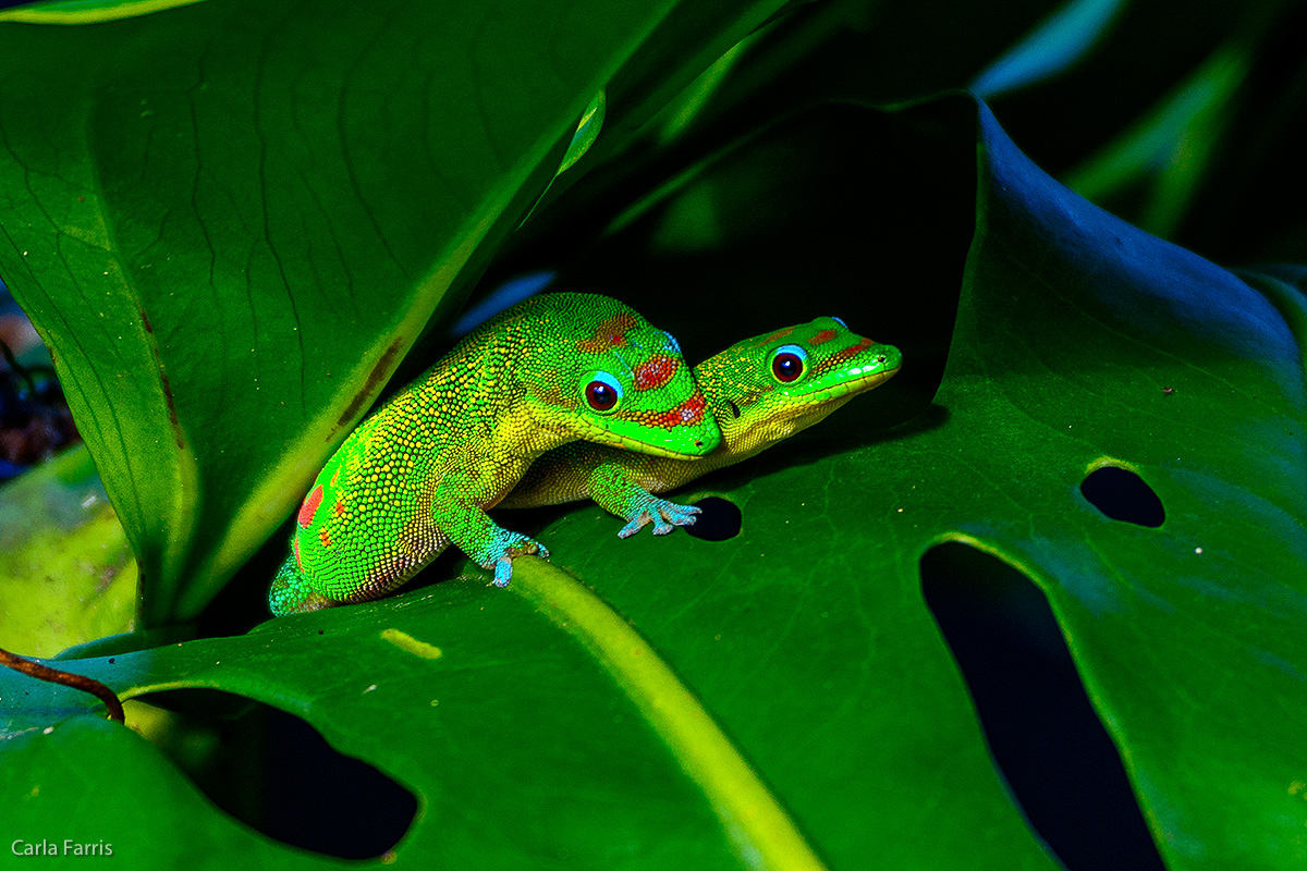 Gold Dust Day Gecko