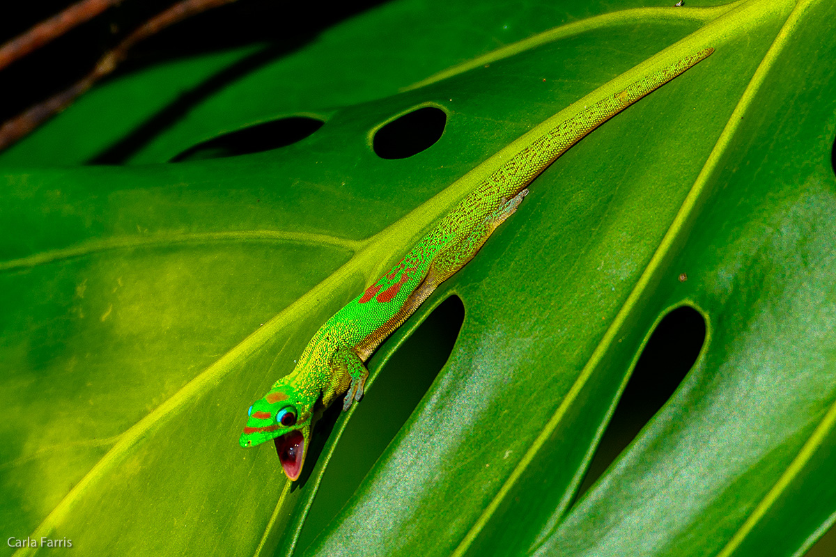 Gold Dust Day Gecko