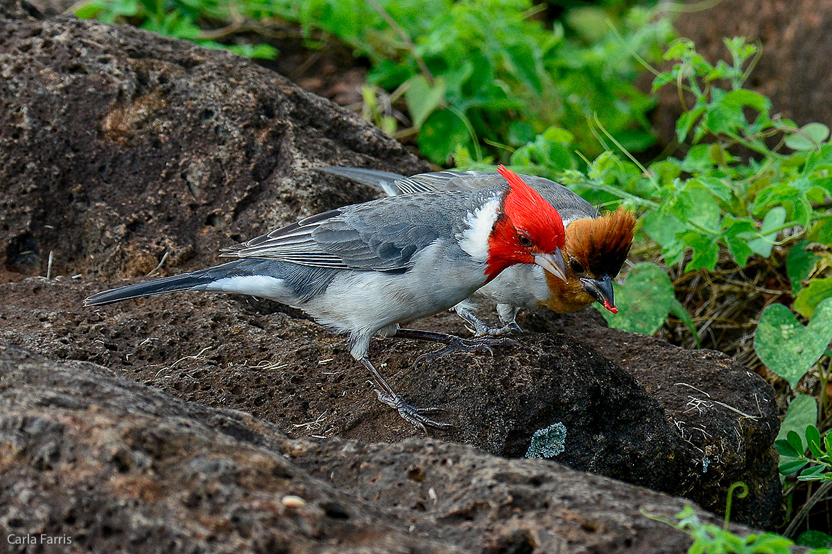 Red Crested Cardinal