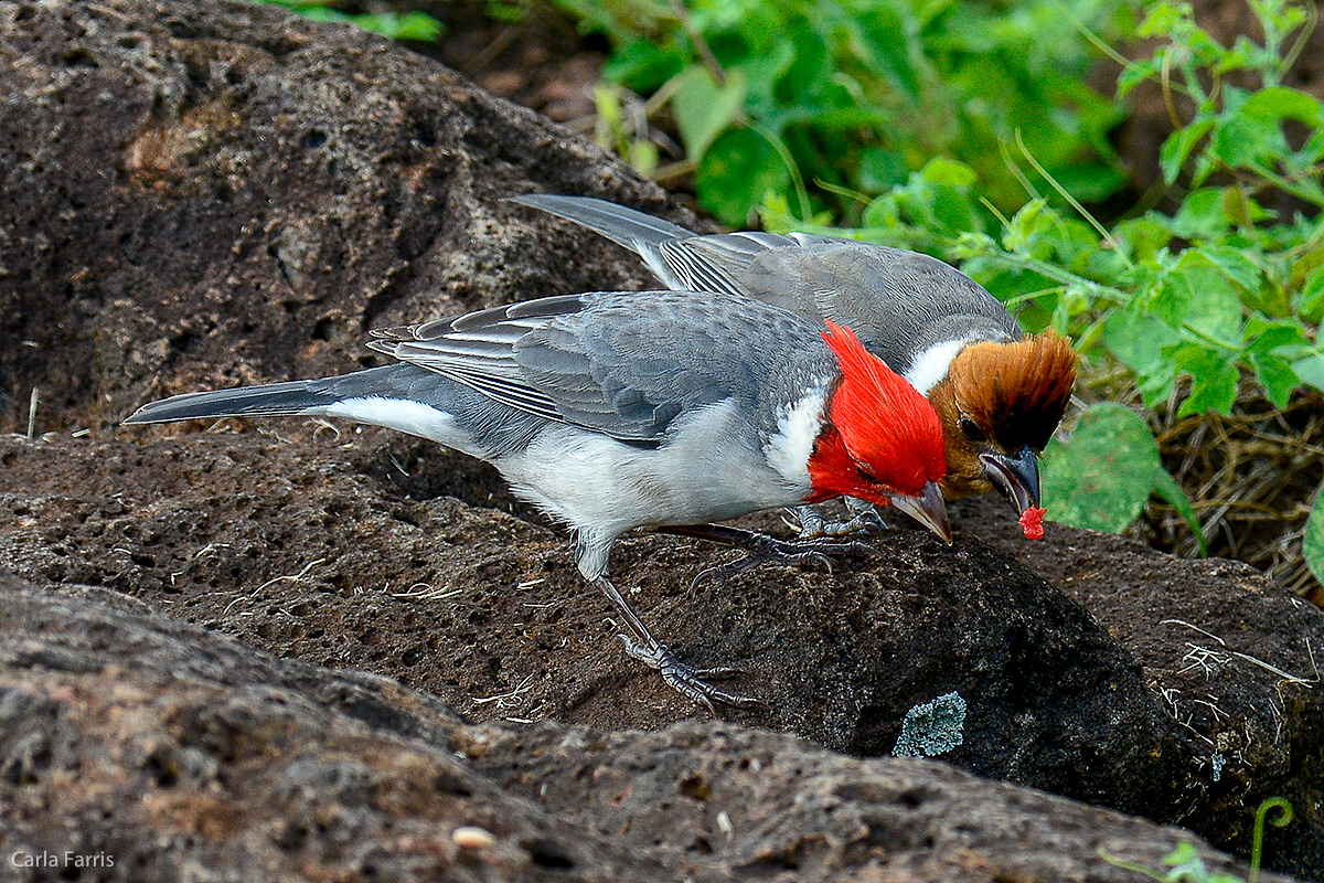 Red Crested Cardinal