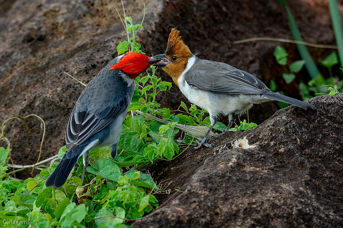 Red Crested Cardinal