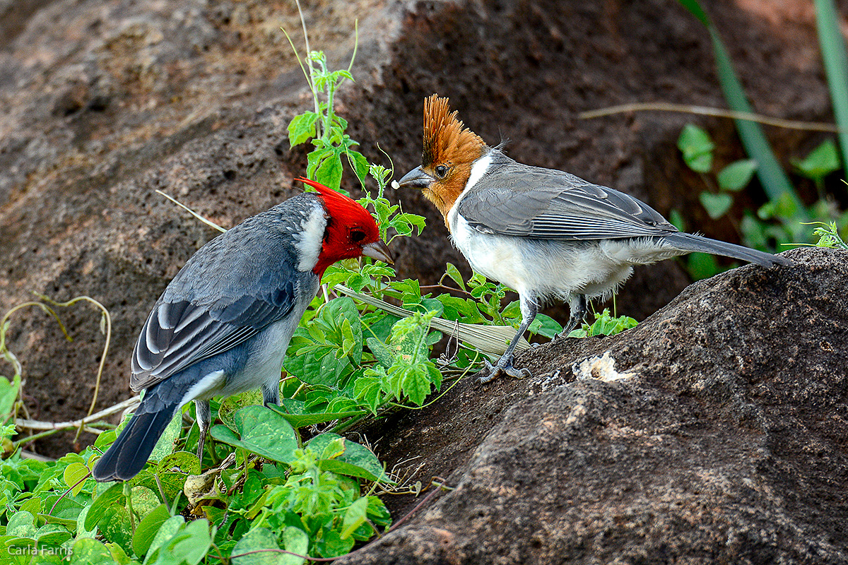 Red Crested Cardinal