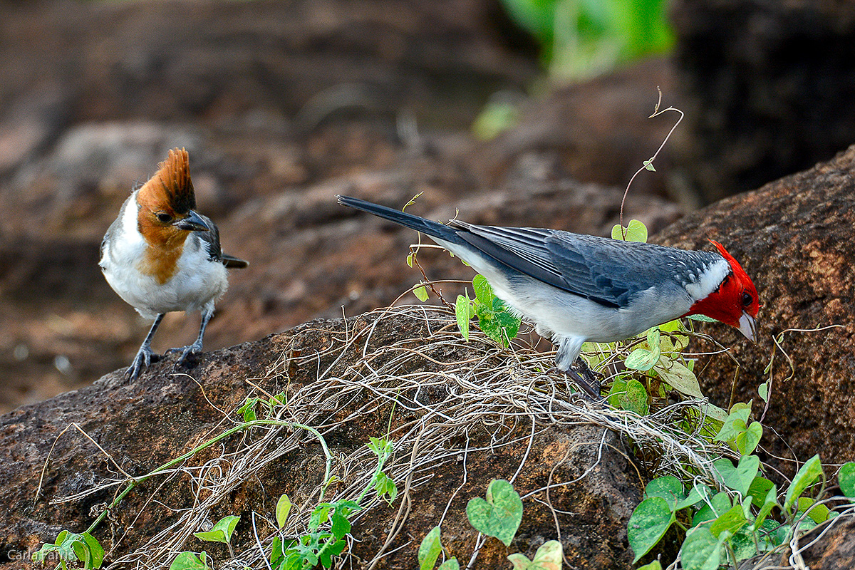 Red Crested Cardinal