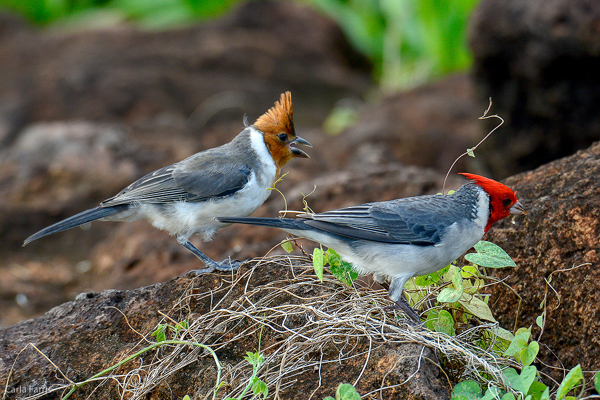 Red Crested Cardinal