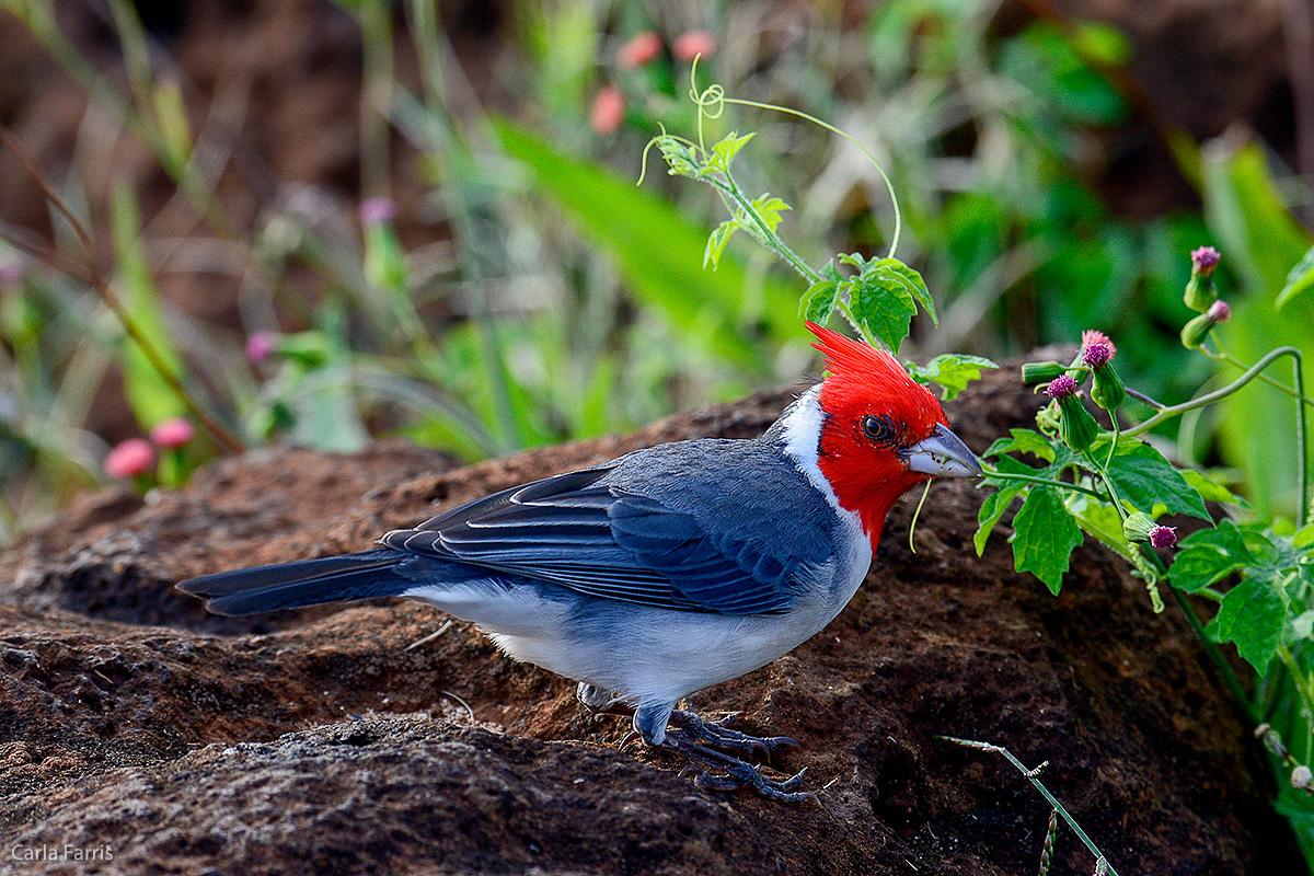Red Crested Cardinal