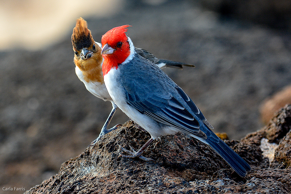 Red Crested Cardinal