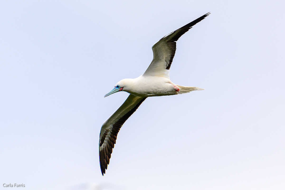 Red-Footed Booby