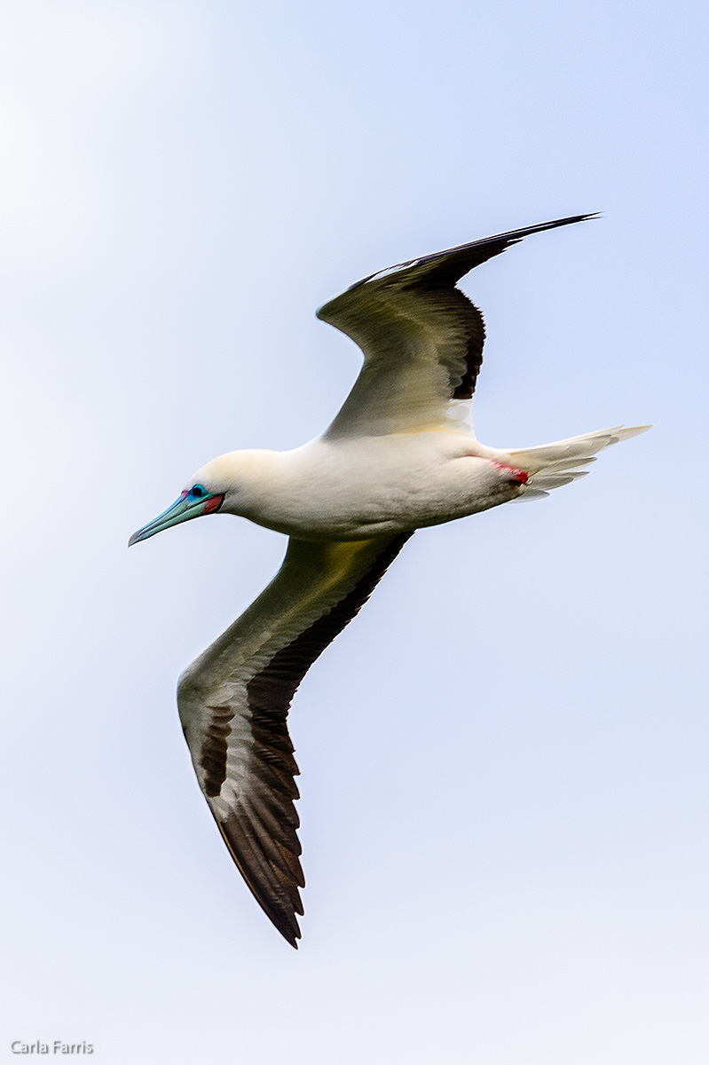 Red-Footed Booby