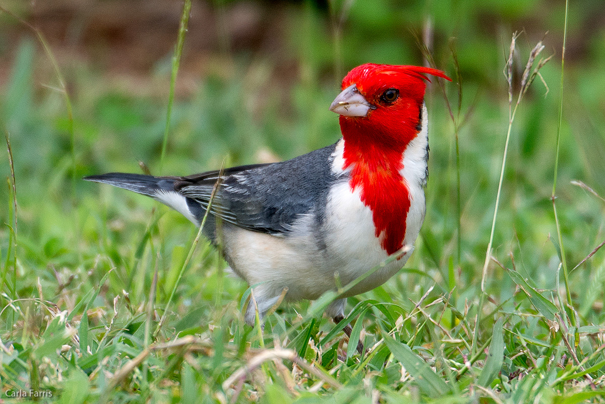 Red Crested Cardinal