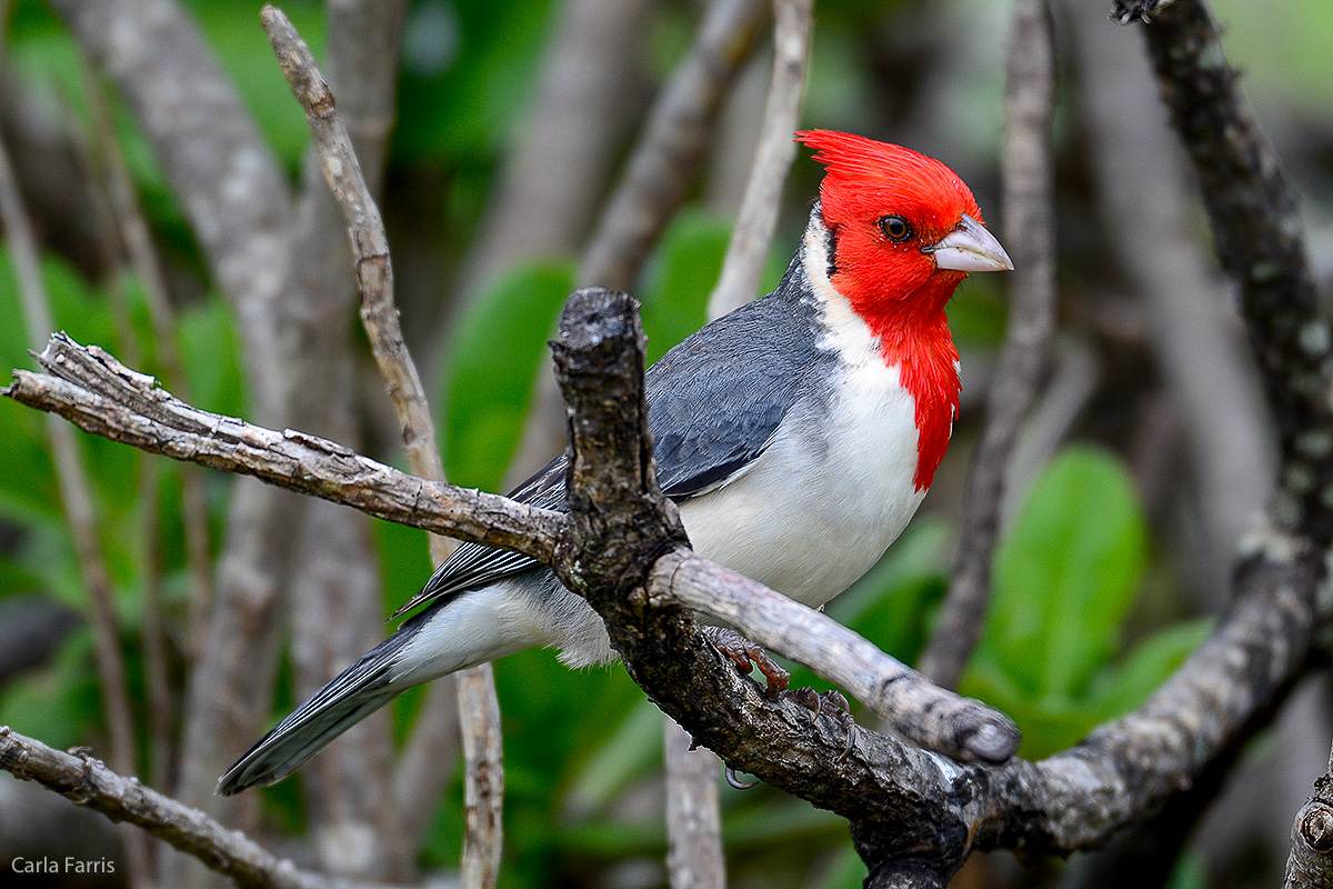 Red Crested Cardinal