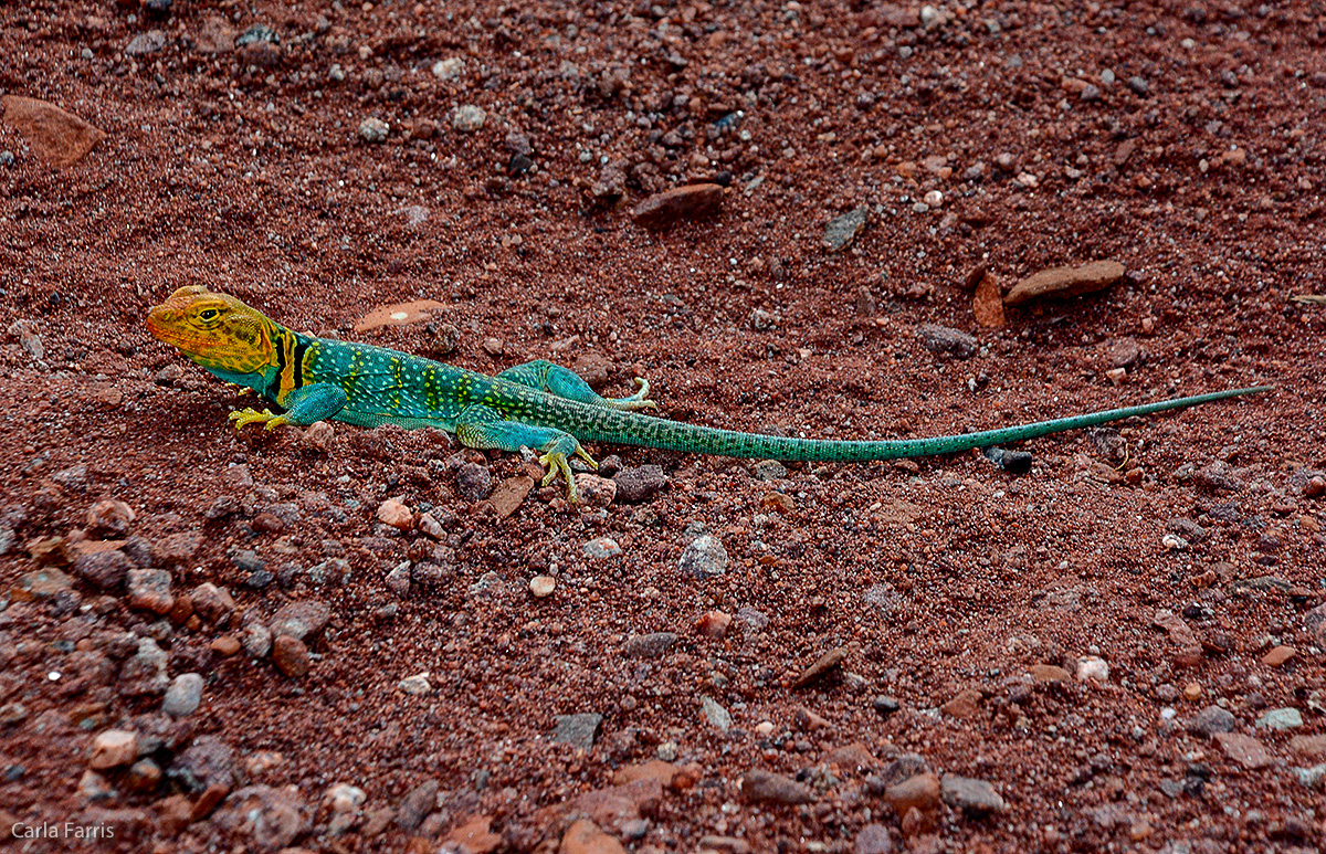 Yellow Headed Collared Lizard