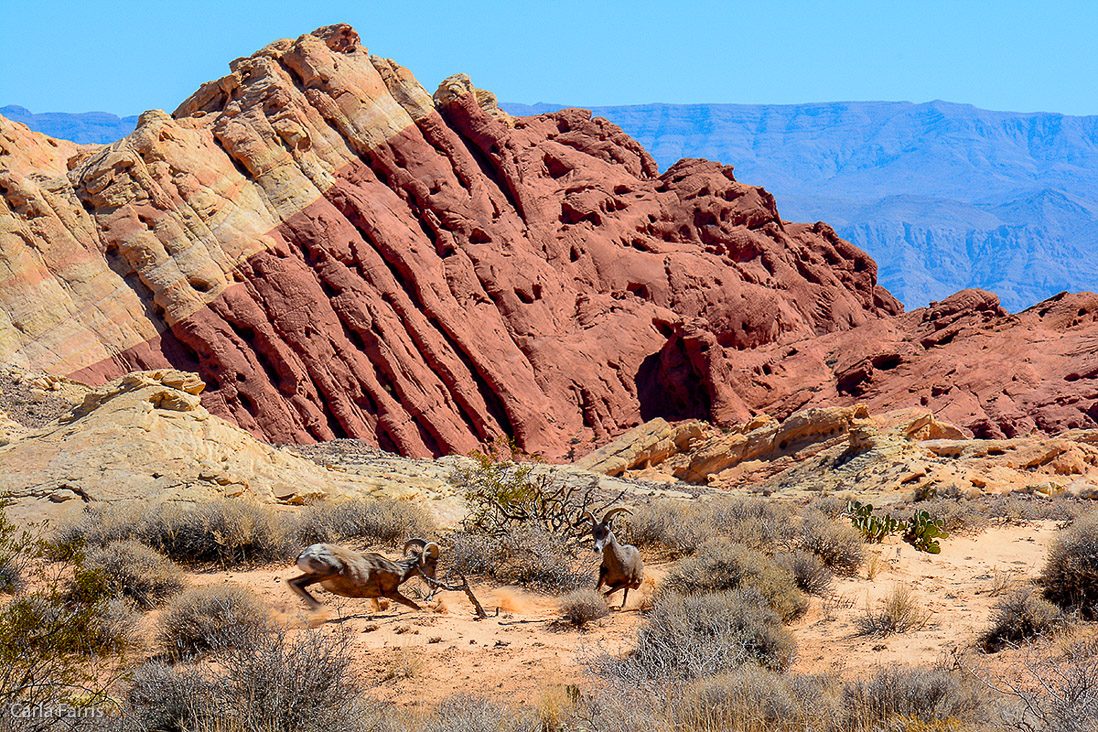 Desert Bighorn