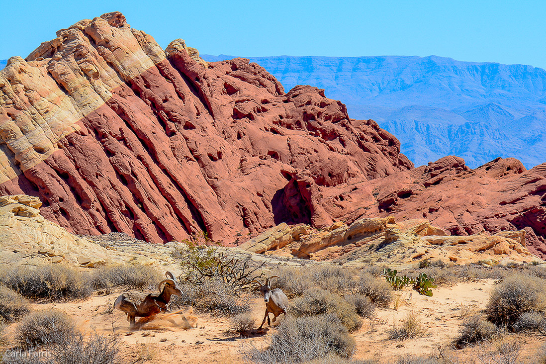 Desert Bighorn