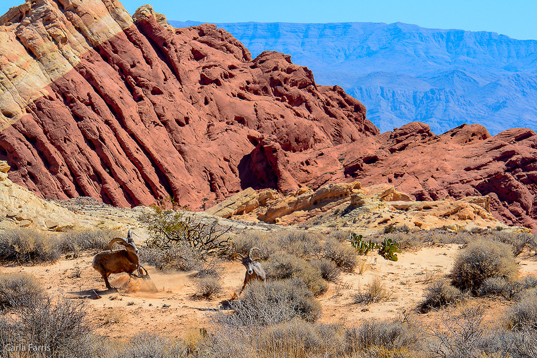 Desert Bighorn