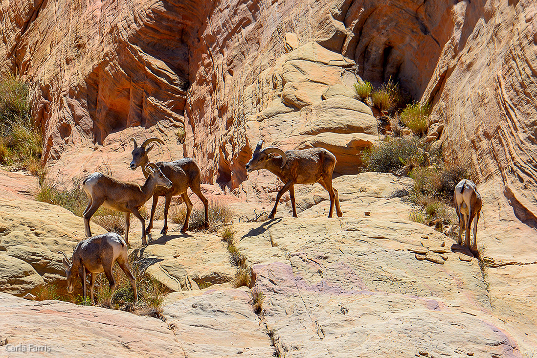 Desert Bighorn